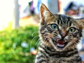 Descubre las 5 cosas más graciosas que hacen los gatos en este divertido ranking