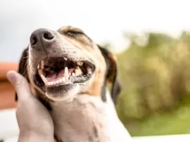 Cerenia para perros usos efectos secundarios y dosis adecuada