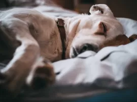 Cuánto duerme un cachorro de 3 meses Horas de sueño recomendadas y consejos