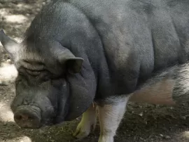 Descubre todo sobre el cerdo vietnamita como mascota legalidad fascinación y cuidados