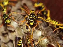 Descubre las avispas más comunes de España y su diversidad en la península