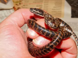 La serpiente pitón como mascota requisitos ventajas y precauciones