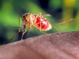 Mosquitos pequeños en casa en invierno cómo prevenir su aparición y deshacerse de ellos