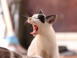 Descubre las causas del alto ruido que hacen los gatos durante el apareamiento