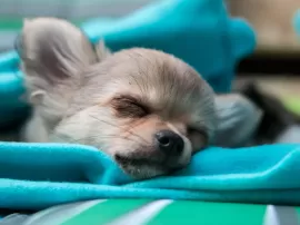 Razones por las que tu perro tiembla mientras duerme