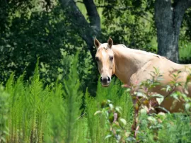 Descubre la raza del caballo más pequeño del mundo y cómo ayudarlos a sobrevivir