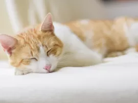 Descubre el significado de soñar con un gato amarillo y blanco en tu vida