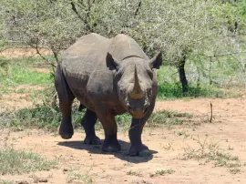Conoce los diferentes tipos de rinocerontes y su hábitat natural características incluidas